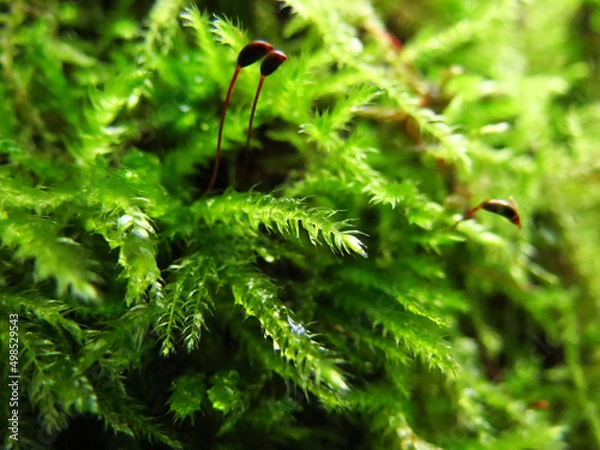 Obraz close up of tree