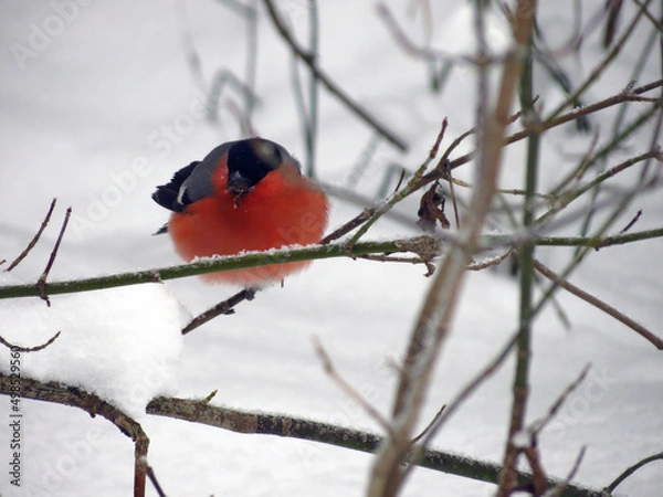 Obraz cardinal in the snow