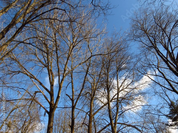 Obraz trees in the park