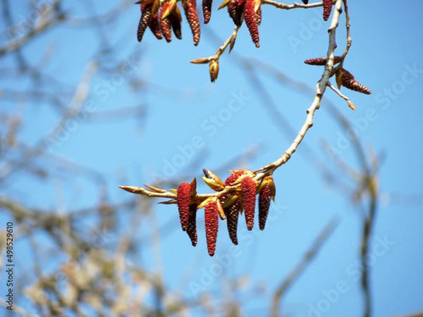 Obraz branch of a tree