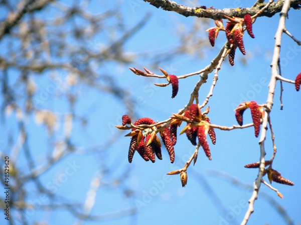 Obraz branch of a tree