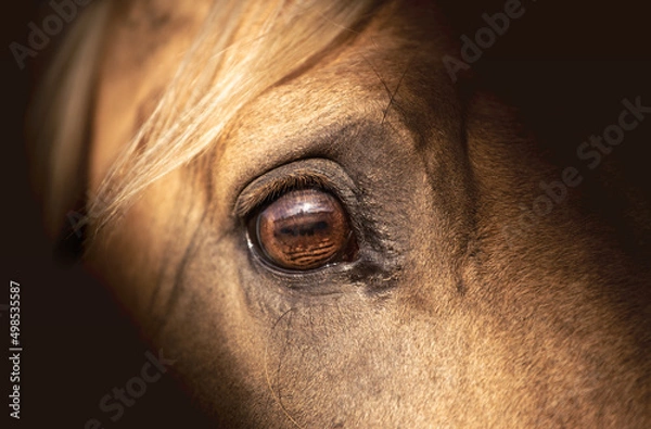 Obraz Palomino horse eye on a dark background. Horse stress
