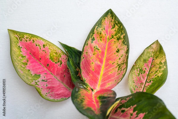 Obraz beautiful pink aglaonema leafs isolated