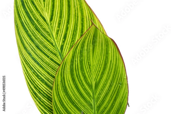Obraz beautiful green and yellow lines pattern of canna lily leafs white background isolated
