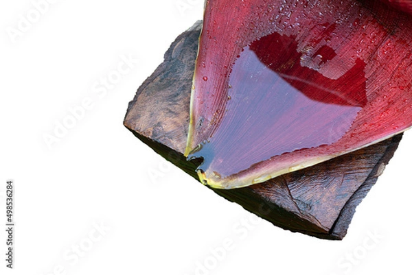 Obraz Water fill the big petal of banana