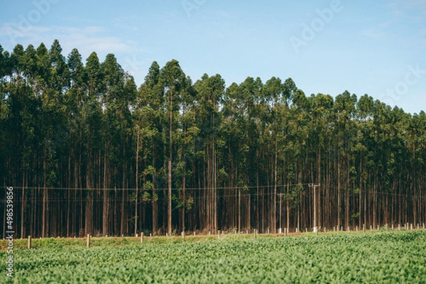 Obraz eucalyptus plantation, blue sky