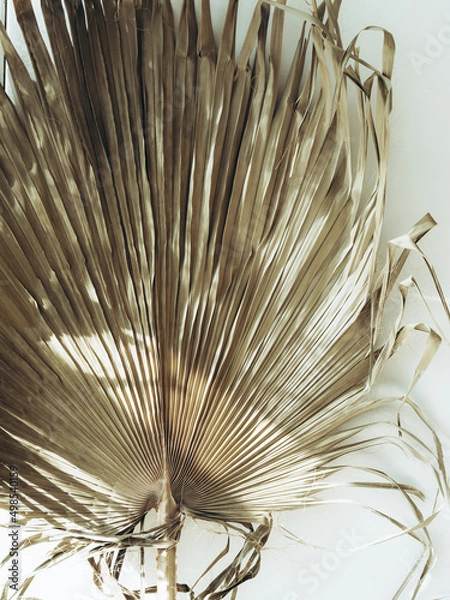 Fototapeta Dry palm leaves background. Close up of dried fan shaped tropical palm tree leafs.