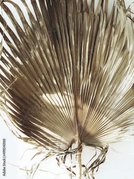 Fototapeta Dry palm leaves background. Close up of dried fan shaped tropical palm tree leafs.