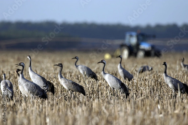 Obraz grues cendrées au champ
