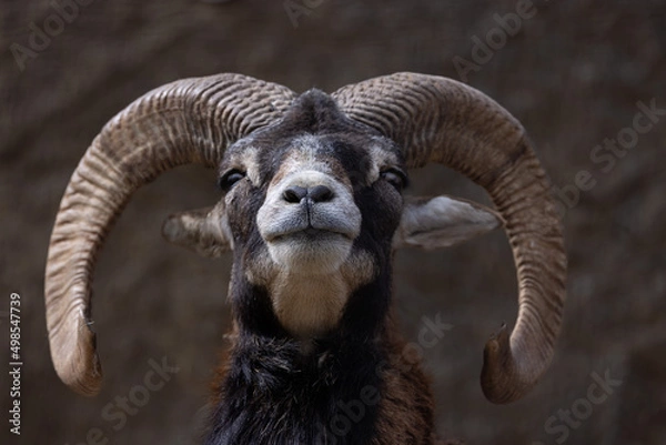 Obraz ヒマラヤタール