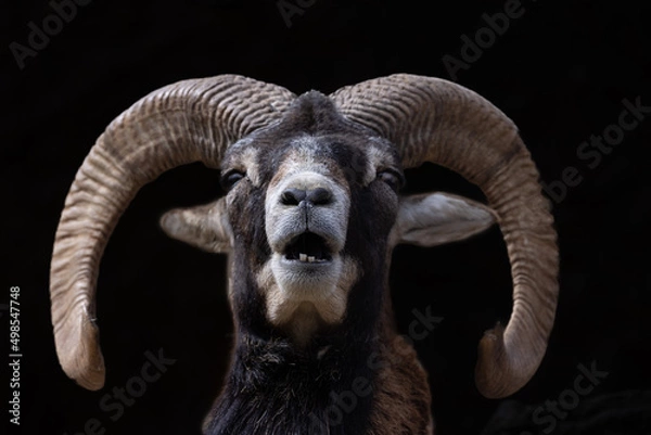 Obraz ヒマラヤタール