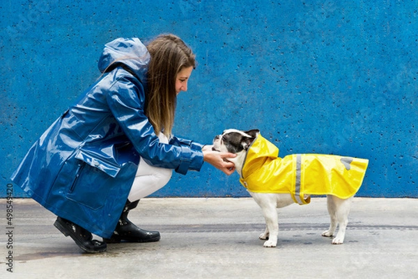 Fototapeta Side view of woman and dog with yellow raincoat. Horizontal view of woman caressing bulldog face isolated on blue background. People and animals concept.