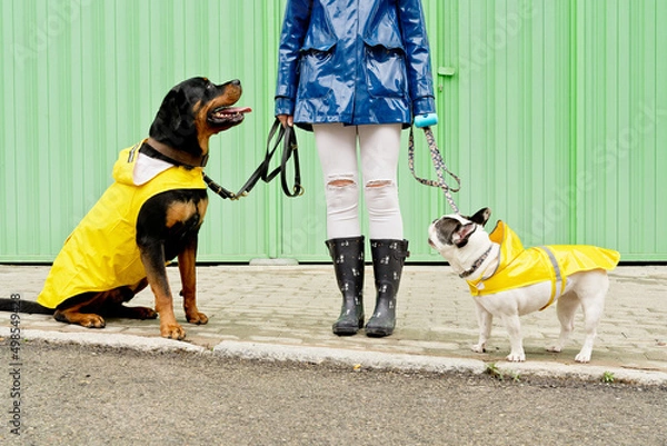 Fototapeta Front view of two dogs with leash in green background. Horizontal low angle view of unrecognizable woman with rottweiler and bulldog wearing raincoat isolated on sidewalk. Animals concept.