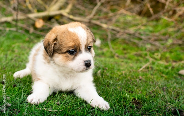 Fototapeta Little puppy on a background of green grass. He is one month old. Cute dog has a tricolor color.