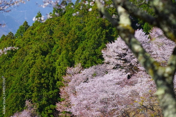 Fototapeta ピンク色