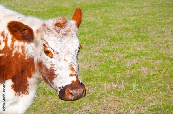 Fototapeta Irish Moiled Cow