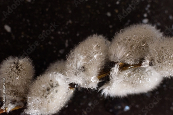 Obraz Fluffy willow macro with droplets on black
