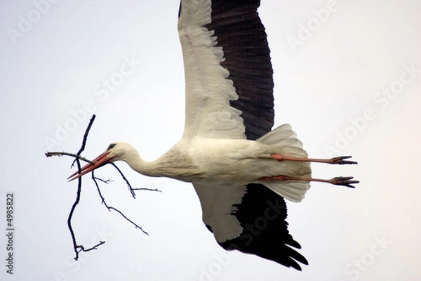 Obraz Cigogne en vol
