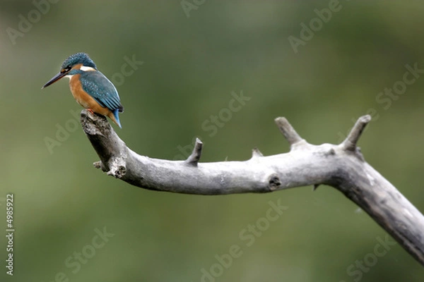 Obraz Martin pêcheur