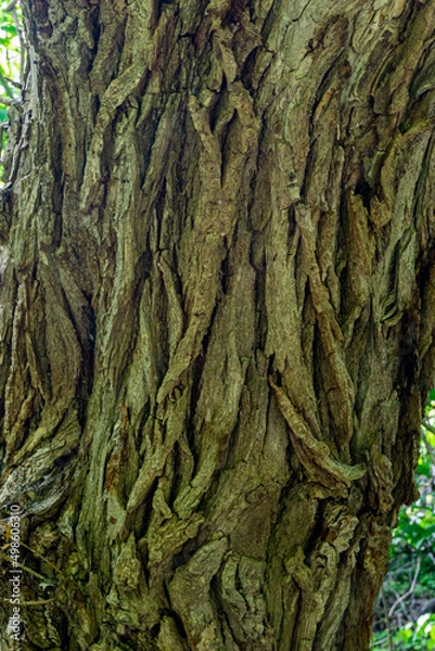 Fototapeta Close view of oak tree trunk revealing the strong textures of the bark