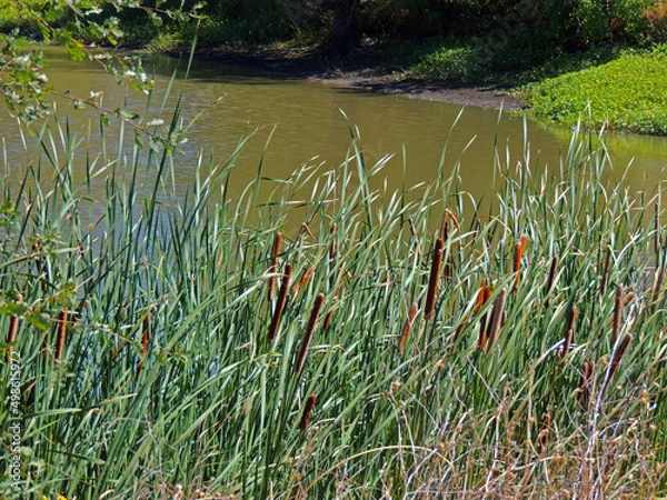 Obraz cat tails by a lake 