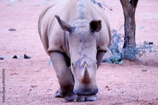 Obraz Breitmaulnashorn