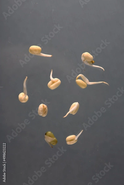 Obraz healthy food concept - mung sprouts isolated on grey background