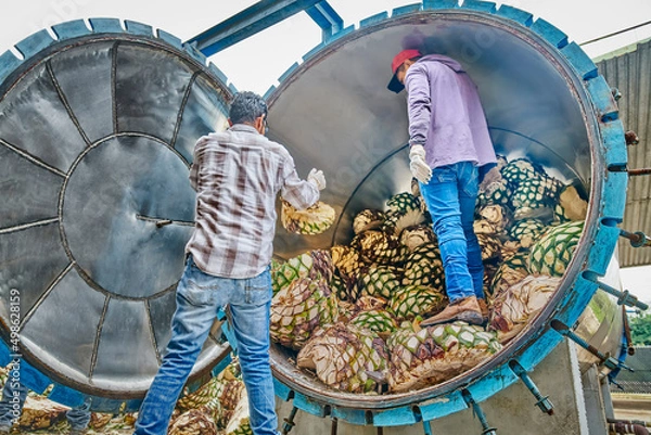 Fototapeta Man piling agave in oven ready to steam it