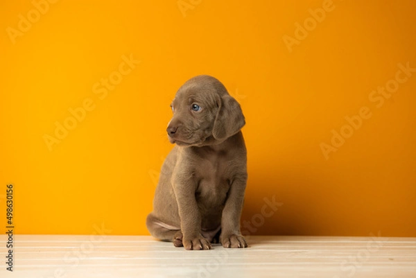 Fototapeta Adorable cute weimaraner puppy on orange background