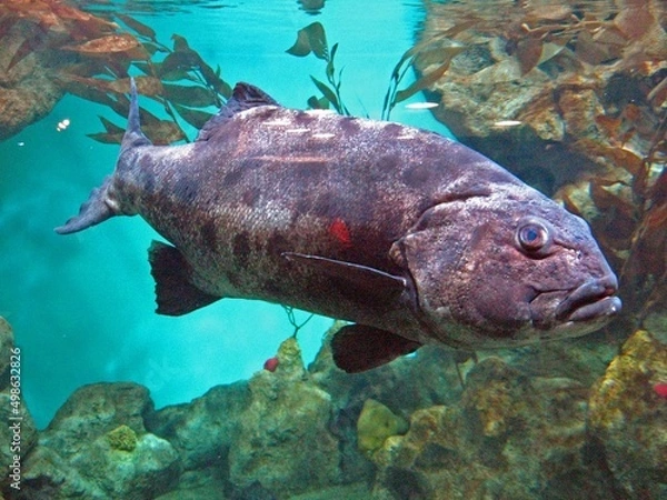 Obraz fish and ocean animals 