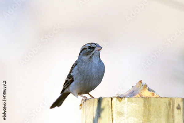 Obraz Chipping Sparrow perched on a feeder tray.
