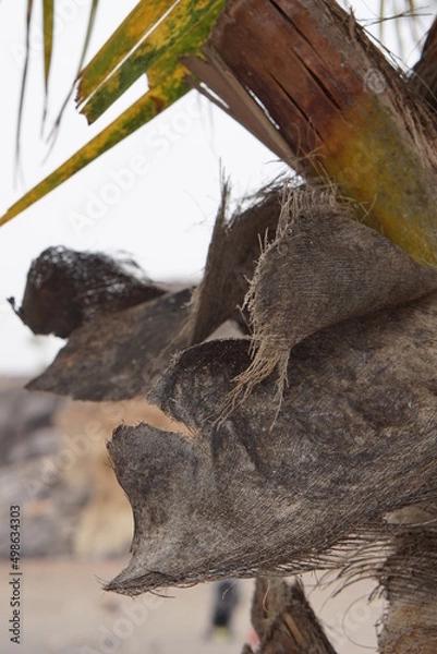 Fototapeta Palm tree, old leaf