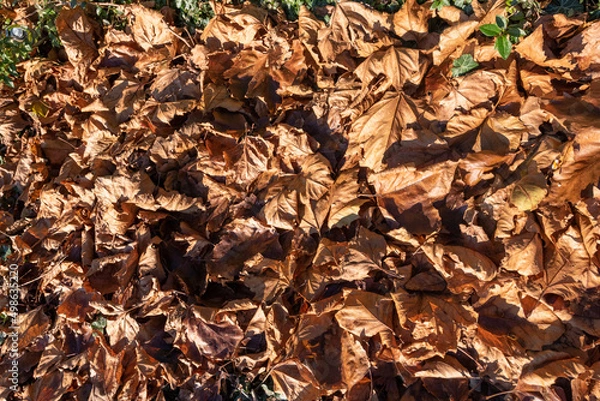 Obraz autumn leaves background