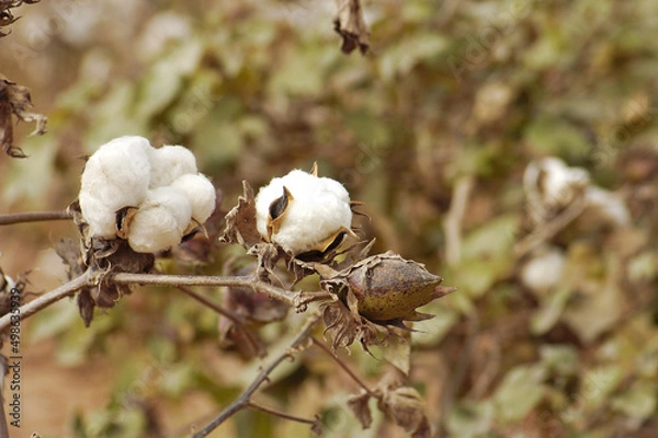 Fototapeta Campo de algodão.