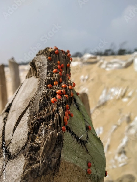 Obraz insects on a rock