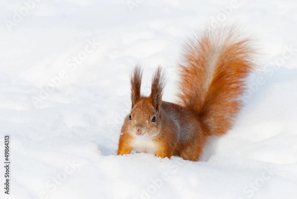 Obraz Red squirrel on the snow