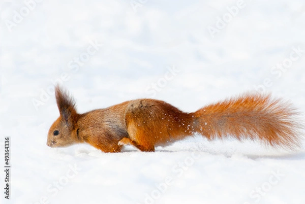 Obraz Red squirrel on the snow