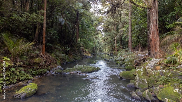 Obraz stream in the forest