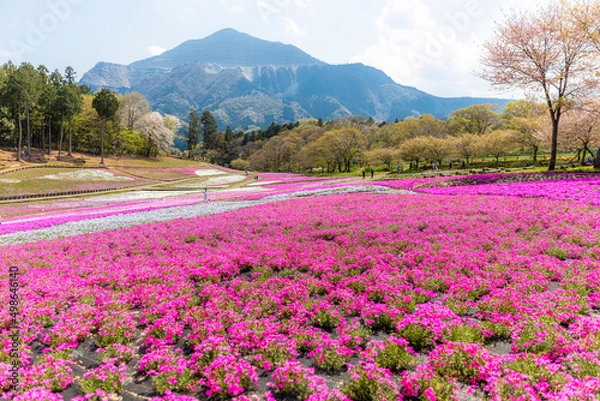 Fototapeta 羊山公園の芝桜