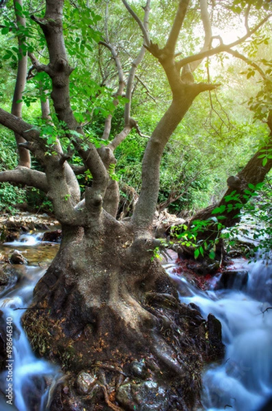 Obraz Single river tree