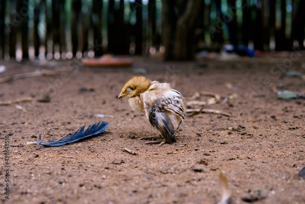 Obraz Yellow Billed Bird