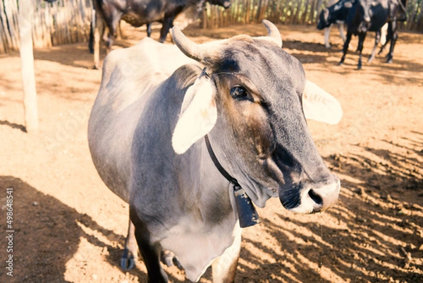 Obraz cow on the farm