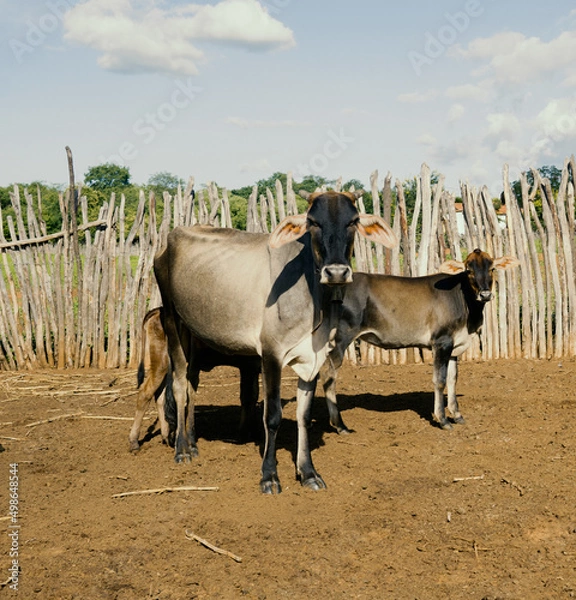 Obraz cows in the field