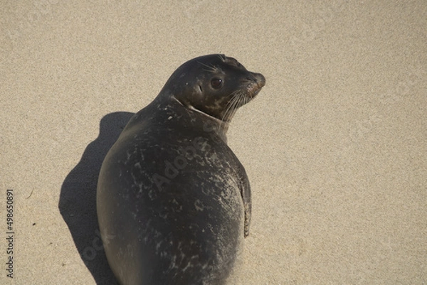Obraz seal on the beach