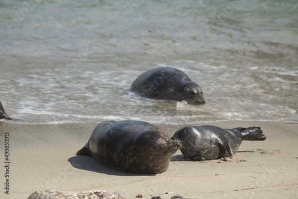 Obraz Sunbathing seals
