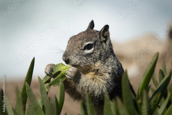 Obraz squirrel in the park