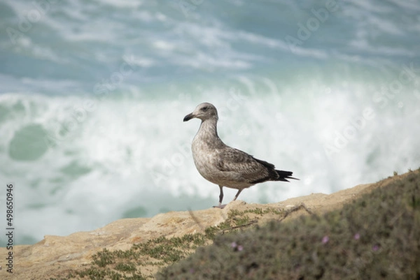 Obraz seagull on a rock