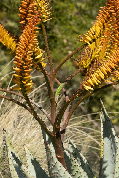 Obraz leaves of a tree