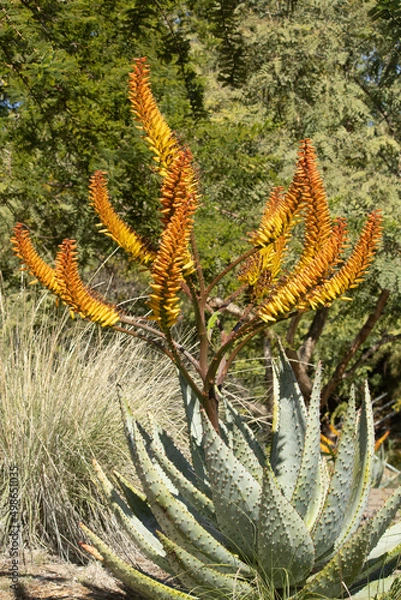 Obraz Trees in San Diego 