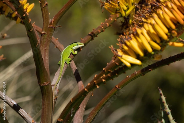 Fototapeta Lizard on tree